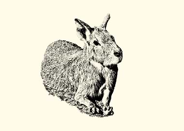 Patagonian Mara Illustration
