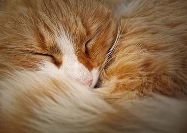 Sleeping Ginger Cat Portrait