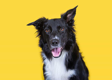 Happy Border Collie on Yellow Background
