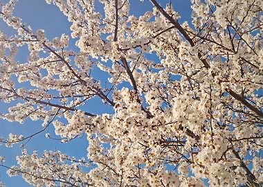 White Blossoms Against Blue Sky