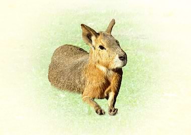 Patagonian Mara on Green Grass