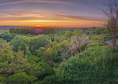 Sunset over Lush Green Forest