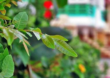 Green Leaves Close-Up