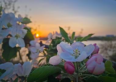 Apple blossoms at sunset