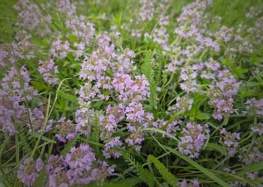 Thyme Flowers in Green Grass