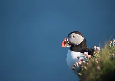 Atlantic Puffin Portrait with Blue Background