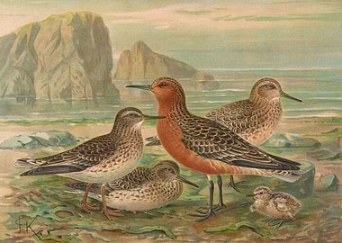 Sanderlings on the Beach