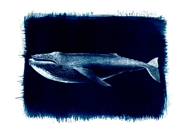 Cyanotype Whale Illustration