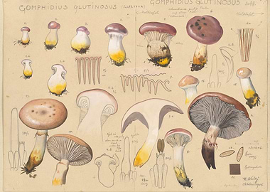 Gomphidius glutinosus mushroom botanical illustration