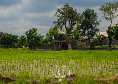 Bali Rice Fields, Indonesia