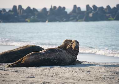 Funny picture of a gray seal waving at the beach of Helgoland