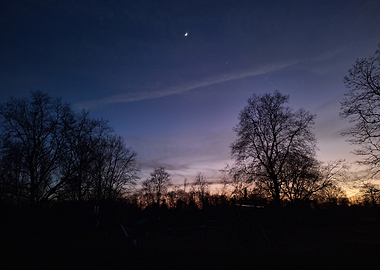 Twilight Sky with Trees and Moon