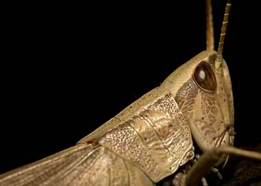 Close-up of a Grasshopper Head