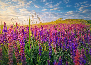 Lavender Field at Sunset