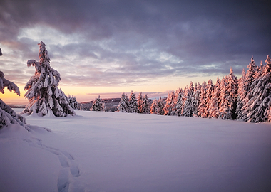 Snowy Forest at Sunset