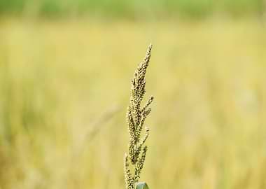 Close-up of Grain Stalk in Field