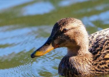 Duck portrait in water