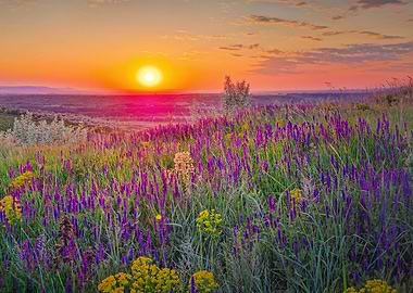 Sunset over a field of flowers