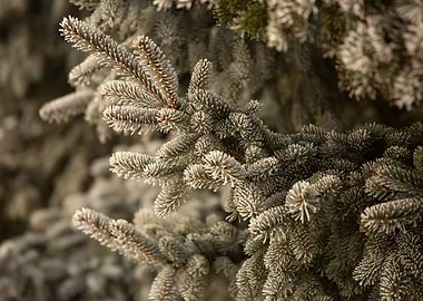 Frosty Pine Tree Branch Close-Up