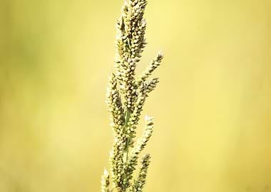 Close-up of a Grain Stalk