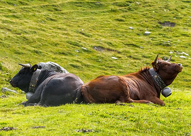 Cows's nap