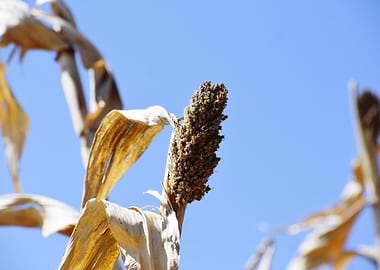 Dried Sorghum Against a Blue Sky