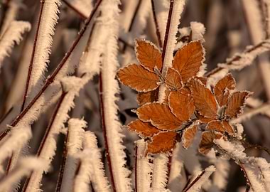 Frosty Leaves and Branches