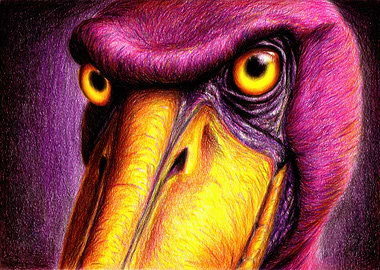 Shoebill Stork Close-Up