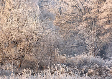 Frosty Winter Landscape