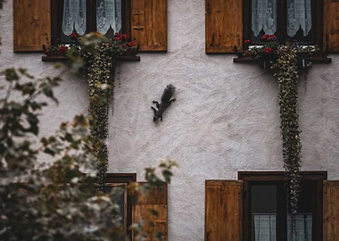 Squirrel Climbing Building Facade