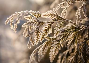 Frosty Cedar Branch in Winter Sunlight