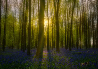 Sunlit Bluebell Forest