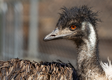 Emu Portrait with Intense Gaze