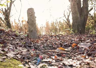 Autumn Forest Floor with Fallen Leaves