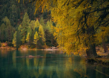Autumn Lake Scene with Golden Trees