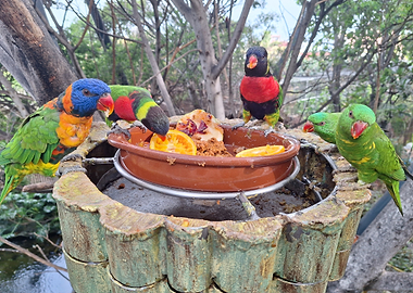 Colorful Lorikeets Feeding in a Bird Feeder