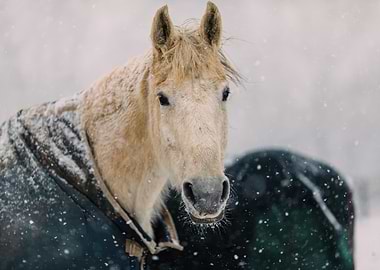 Horse in Winter Snowfall