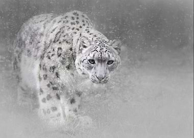 Snow Leopard in Winter Ambience