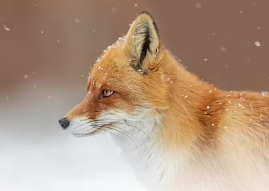 Red Fox in Winter Snow