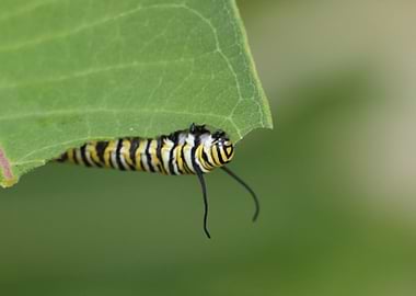 Monarch Caterpillar Eating a Leaf