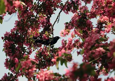 Blackbird in Pink Blossoms