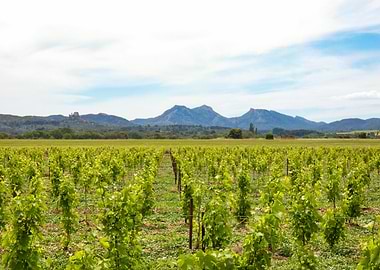 Photography of Vineyard Landscape with Mountains in the Alpilles in Provence in France
