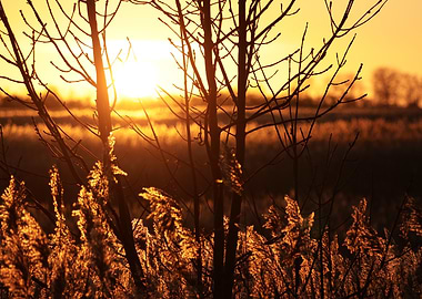 Golden Sunset Through Trees and Grass