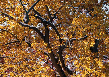 Autumn Tree with Snow