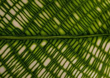 Green Leaf Vein Pattern Close-Up