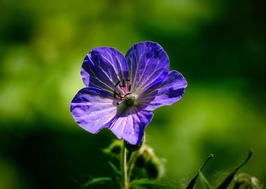 Purple Flower Close-Up