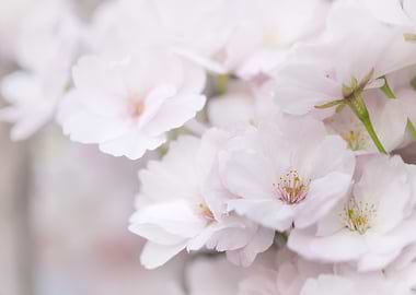 Pale Pink Cherry Blossom Close-Up