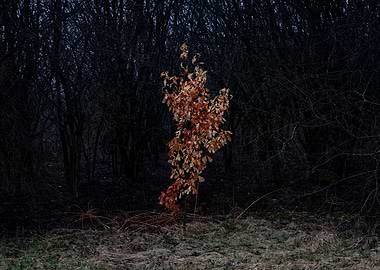 Autumn Tree Against Dark Forest Backdrop