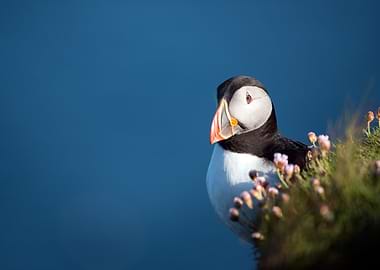 Atlantic Puffin Portrait with Blue Background