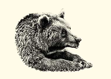 Monochrome Bear Portrait